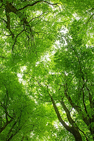 Springtime Silver birch tree canopy. May. '23.