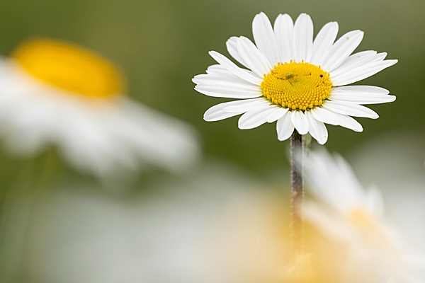 Oxeye daisy 2. Jun. '23.