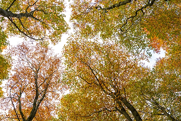 Autumnal Silver birch canopy. Oct. '23.