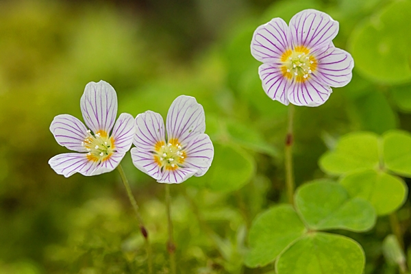 Wood Sorrel. Apr. '24.