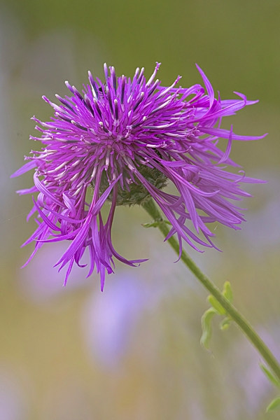 Knapweed. Jul. '24.