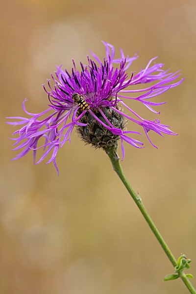 Knapweed and hoverfly. Jul. '24.