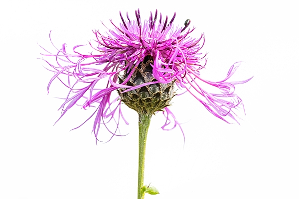 High key Knapweed. Jul. '24.