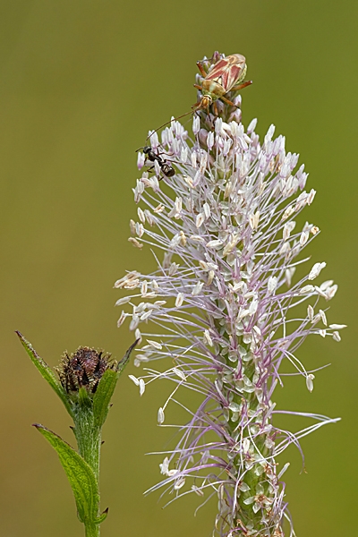 Plantain,the bug and the ant. Jul. '24.