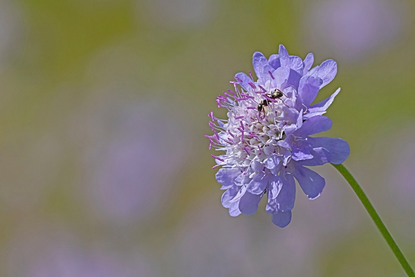 Scabious and ant. Jul. '24.