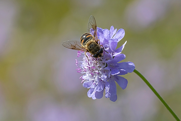 Scabious and bee fly. Jul. '24.