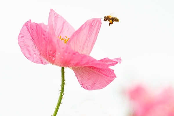 Poppy and honeybee. July. '25.
