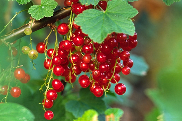 Wild Red Currant.