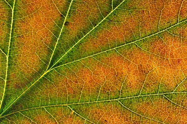 Wild Service Tree leaf detail.