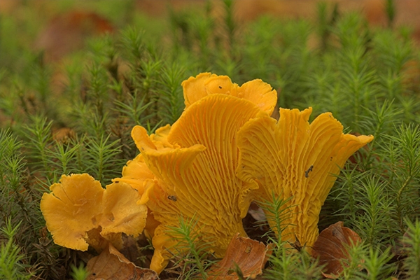Chantarelle fungus in moss.
