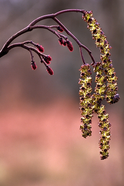 Alder Catkins and flowers.