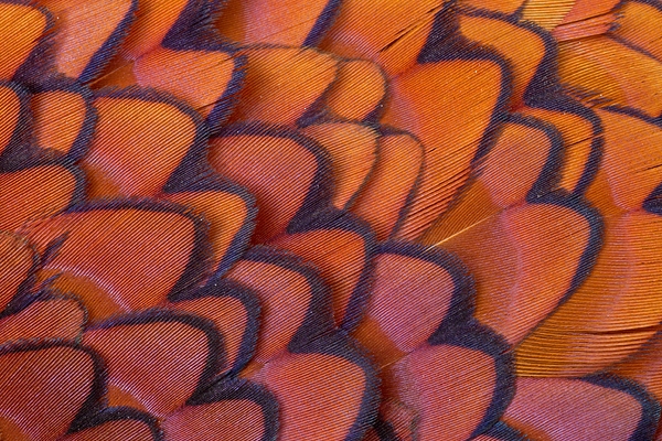 Cock Pheasant feather detail.3. Mar'11.