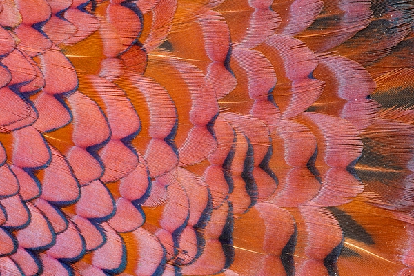 Cock Pheasant feather detail 4. Mar '11.
