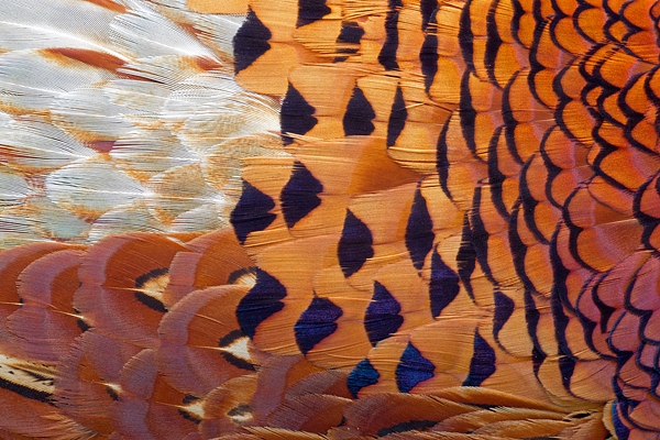 Cock Pheasant feather detail 5. Mar '11.