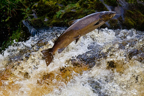 Leaping Salmon. Oct. '15.