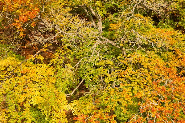 Autumnal beech reflections 2. Oct. '16.