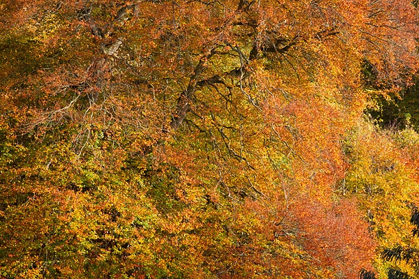 Autumnal beech reflections 1. Oct. '16.