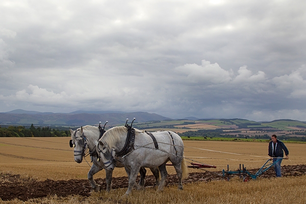 Heavy horses ploughing. Oct. '16.