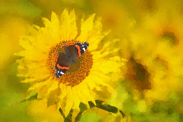 Sunflower and Red Admiral arty. Oct. '16.