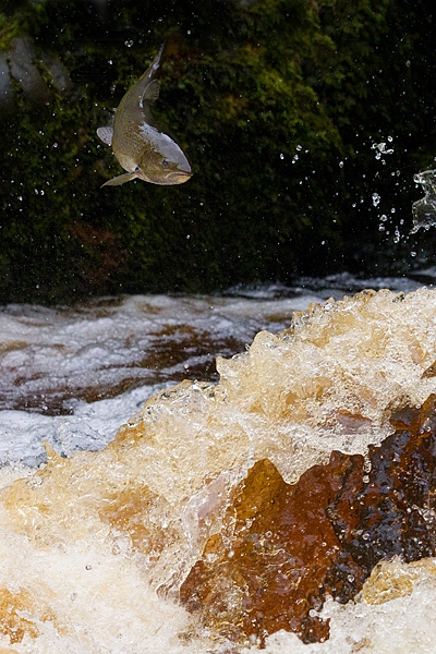 Leaping Salmon 1. Oct. '16.