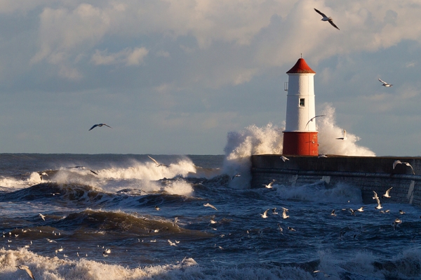 Berwick lighthouse,waves and gulls.Jan. '17.