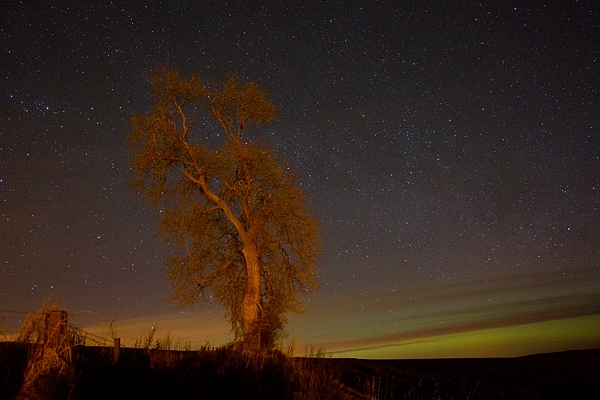 Tree and Northern Lights. Mar '17.