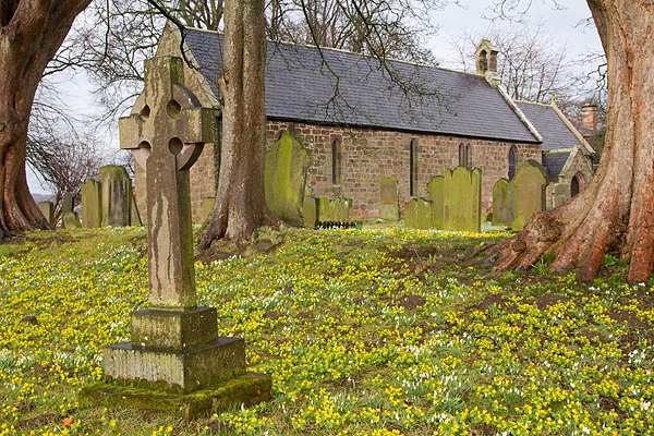 Doddington churchyard winter aconites and snowdrops. Feb '18.