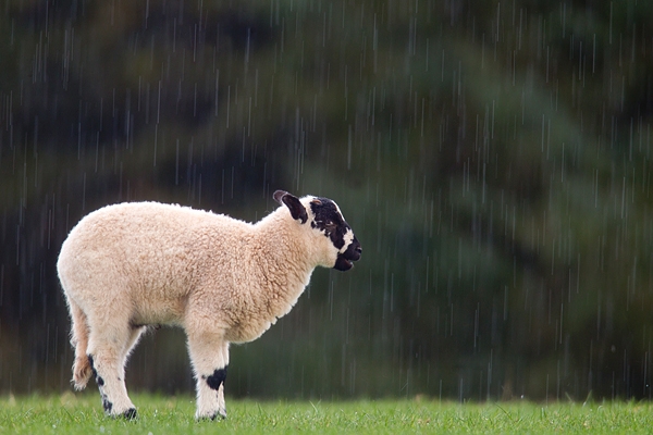 Lamb in rain. Apr '18.