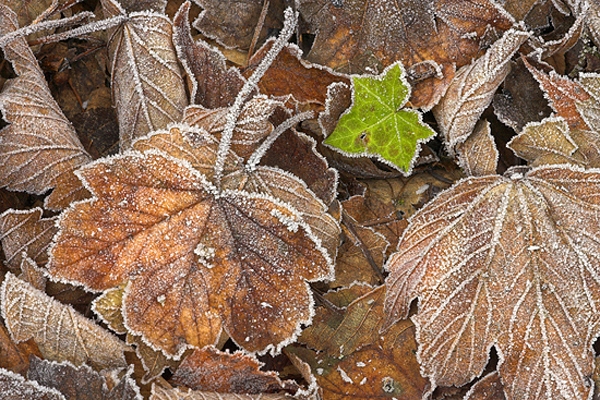Frosted ivy leaf.
