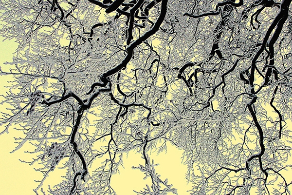 Frosted Branches,