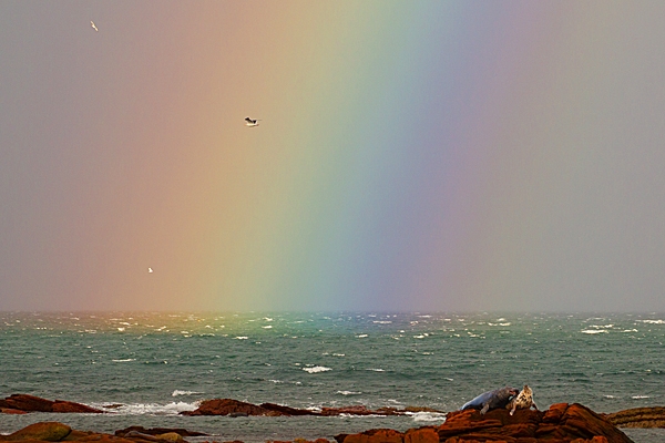 Rainbow Seals. Nov. '20.