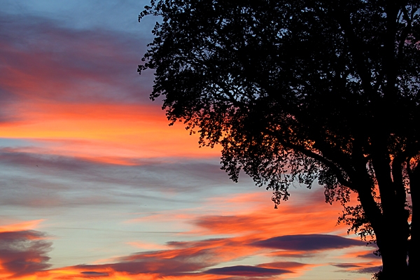 Sunset sky tree. Aug. '22.