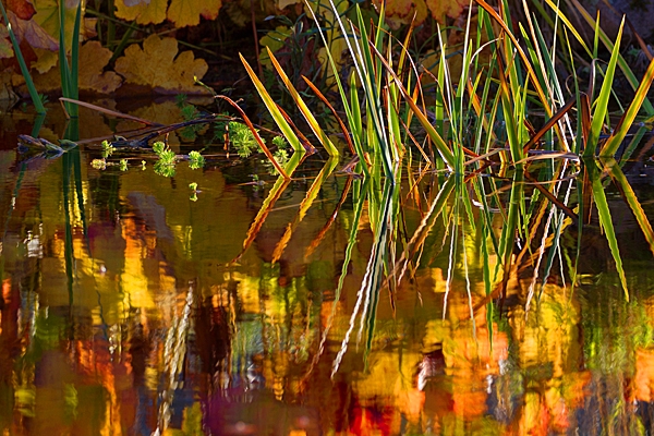Garden pond reflections. Oct. '22.