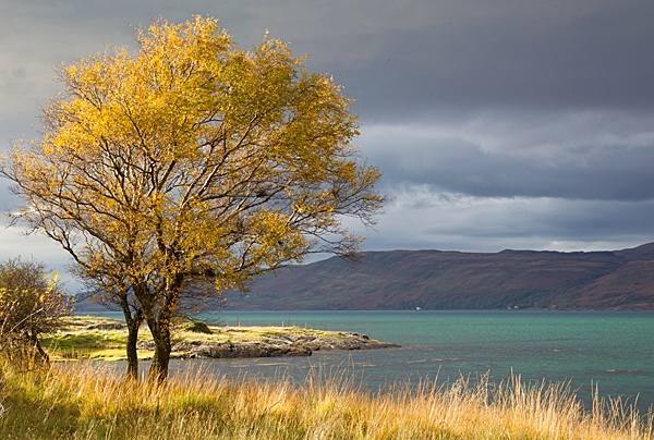 Loch na Keal tree. Oct. '22.