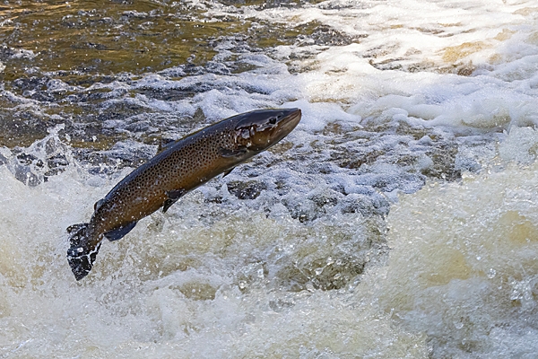 Leaping Seatrout 2. Oct. '23.