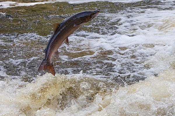 Leaping Salmon 3. Oct. '23.