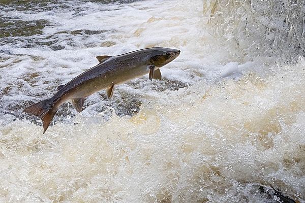 Leaping Salmon 1. Oct. '23.