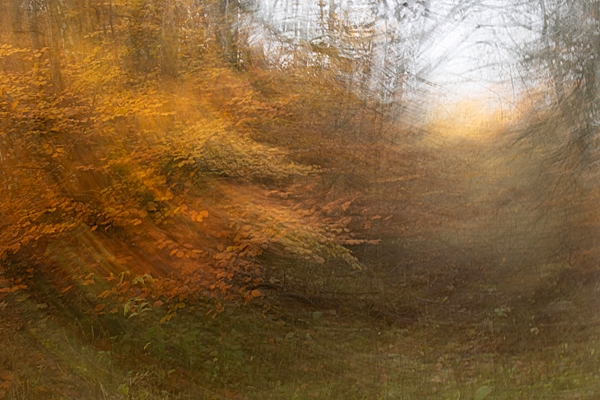 Duns Castle woods ICM. Nov. '23.