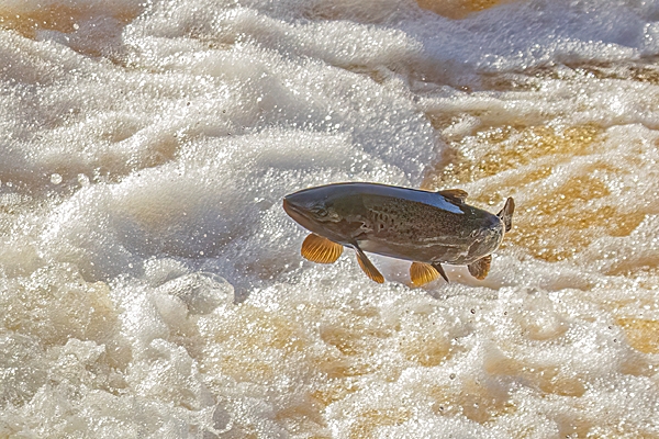 Sea Trout leaping 5. Oct. '24.