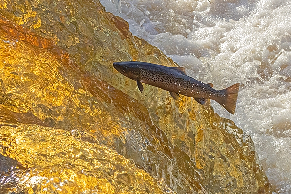 Sea Trout leaping 4. Oct. '24.