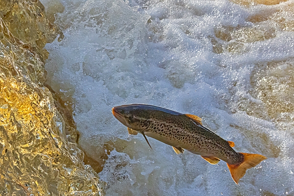 Sea Trout leaping 3. Oct. '24.