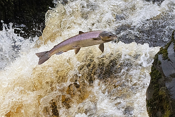 Salmon leaping 6. Oct. '24.