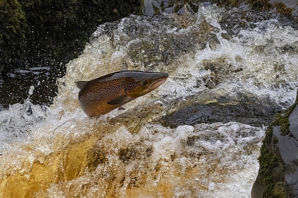 Salmon leaping 5. Oct. '24.