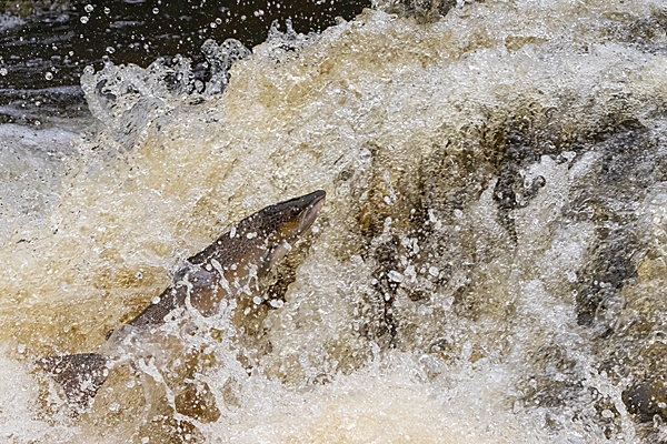 Salmon leaping 4. Oct. '24.