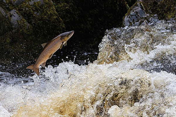 Salmon leaping 1. Oct. '24.