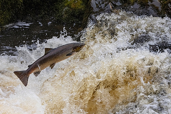 Sea Trout leaping 6. Oct. '24.