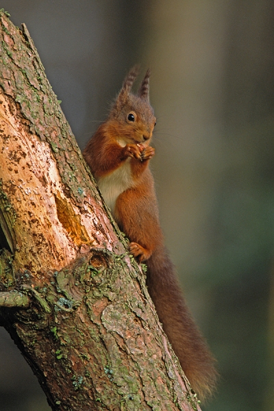 Red Squirrel, eating nut on dead pine.