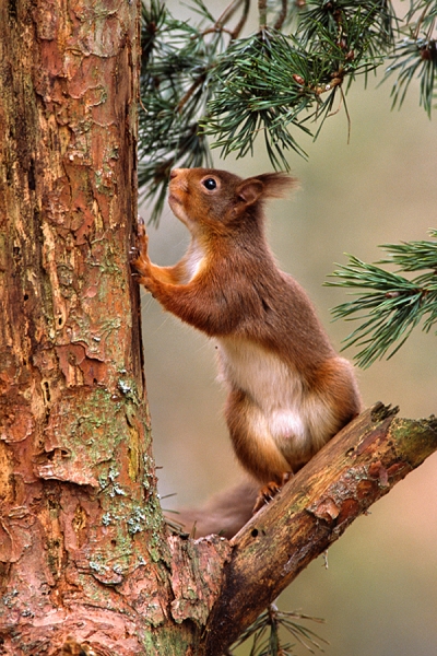 Red Squirrel standing on pine branch.