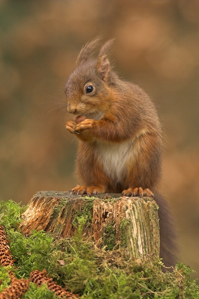 Red Squirrel on mossy stump.