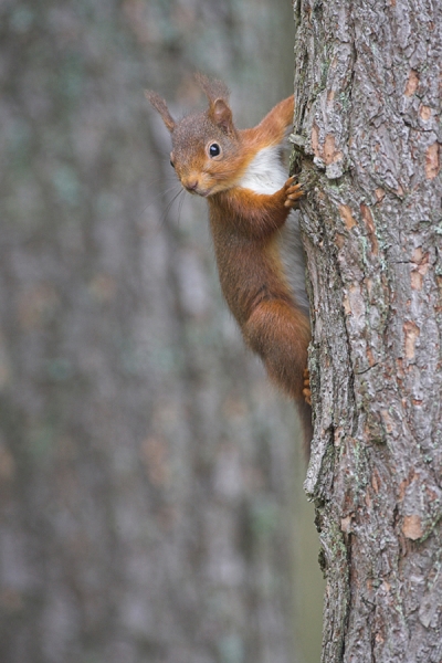 Red Squirrel on pine tree.